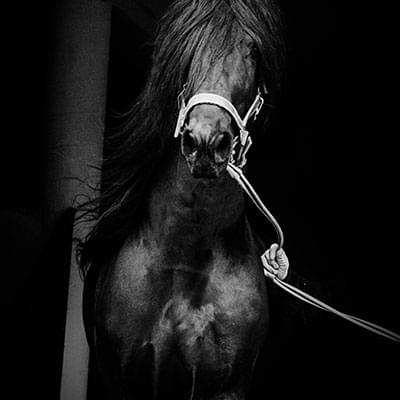 zdjęcie ciemnego konia na tle drzew